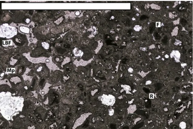 Fig. 3.4.1.13 Thin section of a limestone pebble of Facies Fe, grainstone rich in coated rounded grains
