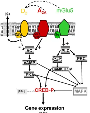 Figure  1.  Functional  interactions  between  dopamine  D 2 ,  adenosine  A 2A   and  me-