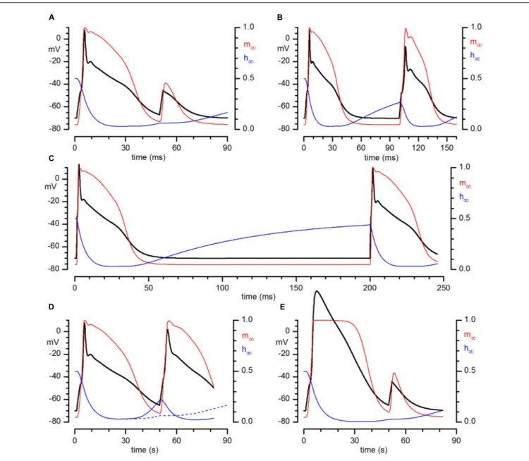 FIGURE 7 | Numerical reconstruction of the action potential in CR+ PG cell. Numerical reconstruction of voltage responses of a CR+ PG cell to depolarizing train pulses at different time intervals: (in ms) 50 (A), 100 (B), and 200 (C)