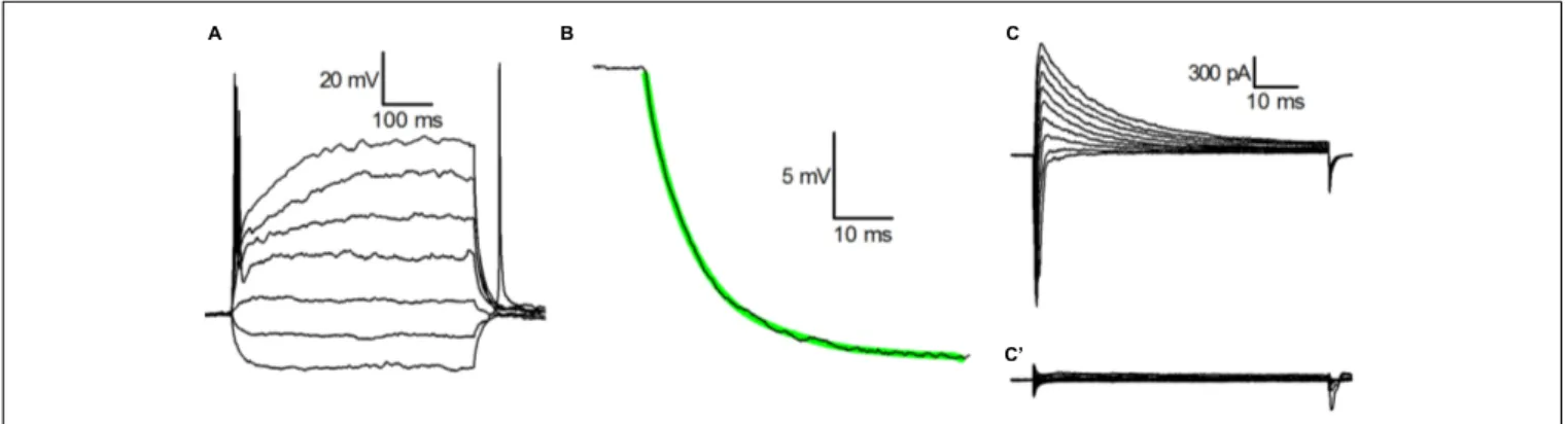 Figure 1A shows the voltage response of a typical CB2-GFP PG cell to injected currents from a holding potential of −70 mV; in 82% of the cells analyzed for this aspect (n = 61) we observed a single action potential in response to the injection of depolaris