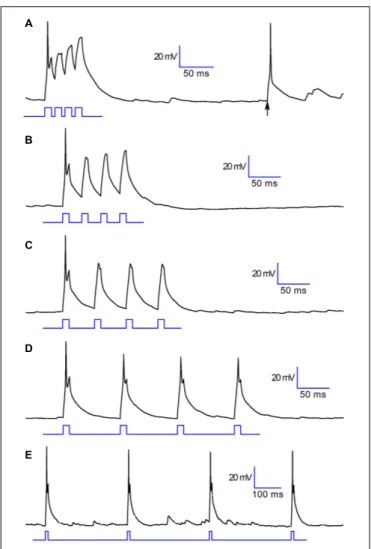FIGURE 6 | Functional properties. Voltage response of a CR+ PG cell to 10 ms depolarizing pulses at different time intervals: (in ms) 15 (A), 30 (B), 50 (C), 90 (D), 310 (E)