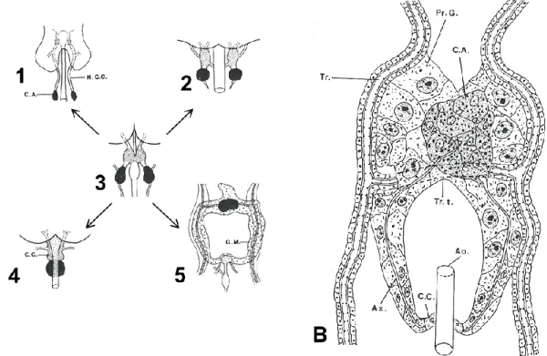 Fig.  1.4.  Tessuti  ghiandolari  specializzati  negli  insetti.  [A]  Morfotipi  dei  corpora  allata