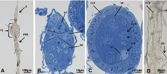 Fig. 4.13.  [A-D] Immagini al microscopio ottico. [A] Ovariolo in toto al tempo T1, morfotipo 1