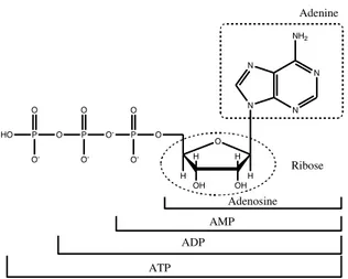 Figure 1. The structure of ATP and derivatives. 