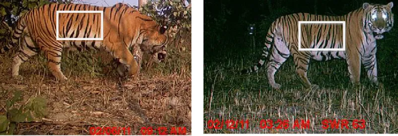 Figure 5.2  (a). Camera-trap photographs of the same male tiger from different locations, showing similar stripe patterns