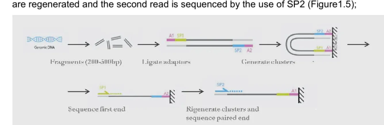 Figure 1.5: Paired-end library. Source: www.illumina.org (adapted). 