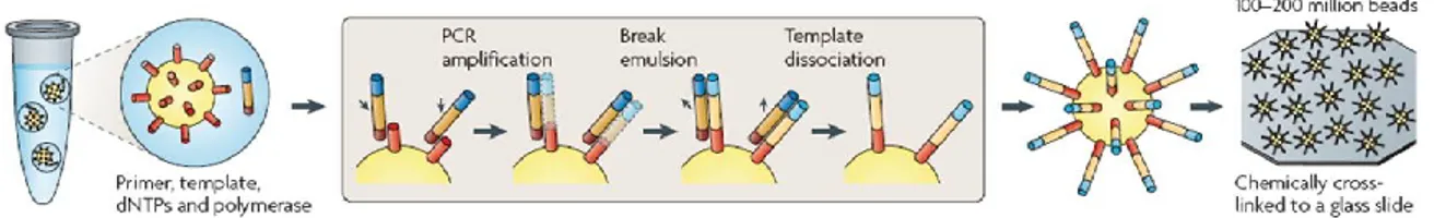Figure 1.7: DNA amplification procedures: emulsion PCR. [Metzker, 2010]. 