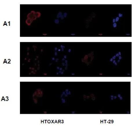 Figure 4.4  IGF-1R, p-IGF-1R (p-1316) and caveolin-1 are located differently in HT-29 and  HTOXAR3 cell lines 