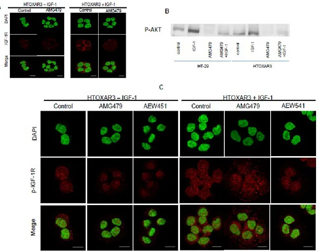 Figure  4.5:  HT-29  and  HTOXAR3  cell  lines  were  treated  with  the  IGF-1R  monoclonal  antibody  (AMG479)  and  an  IGF-1R  tyrosine  kinase  inhibitor  (AEW541)