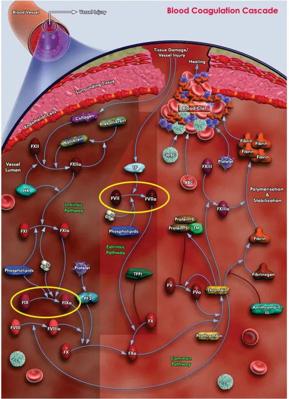 Figure 1:Scheme showing the intrinsic and extrinsic pathways of coagulation cascade leading to clot formation