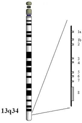 Figure 2: Representation of the human chromosome 13 and organization of F7 gene
