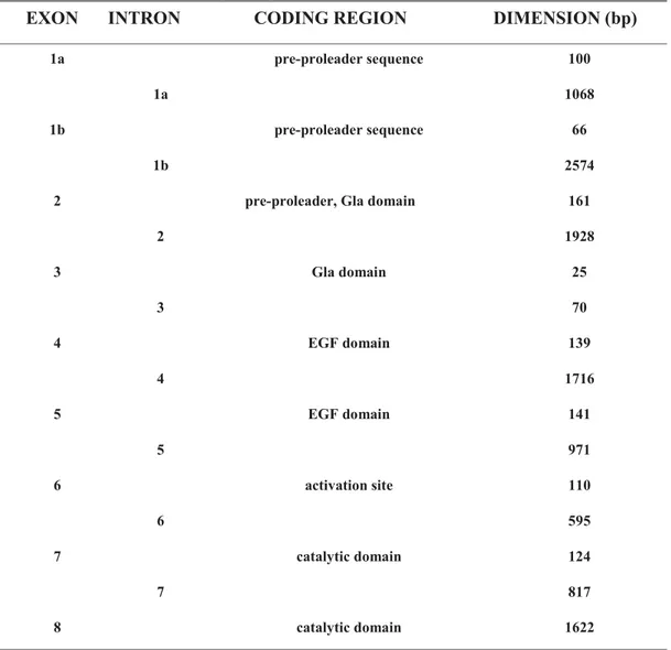 Table 1 – F7 gene organization in relation to exon/intron size