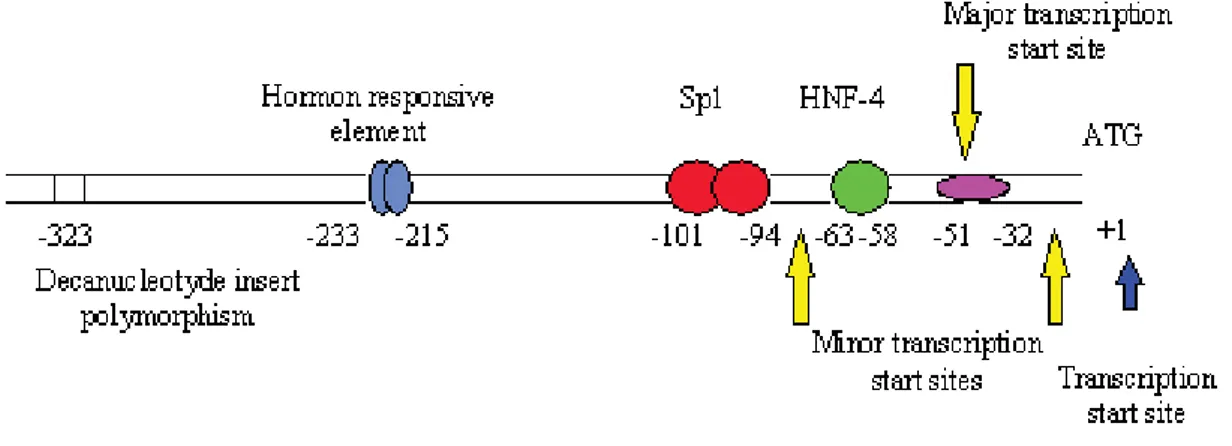 Figure 3:Schematic representation of regulatory sequences in factor 7 gene 5'-flanking region