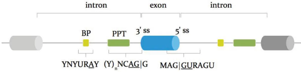 Figure 10: Schematic representation of exon - intron boundaries
