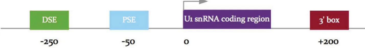Figure 15: The structure of human U1 snRNA gene transcribed by RNA pol II.