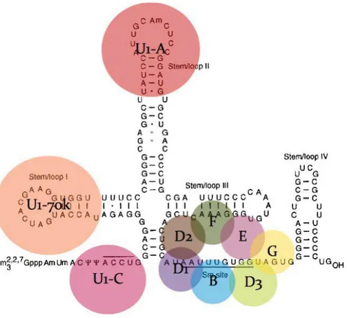 Figure 16: Schematic structure of U1 snRNP