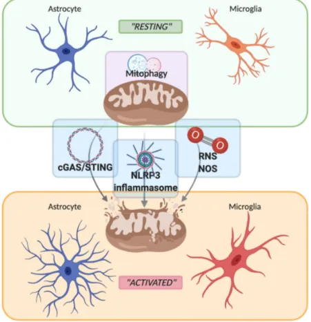 Figure 1. Schematic representation of the switch between “resting” and “activated” state of astrocyte  and microglia mediated by mitochondria