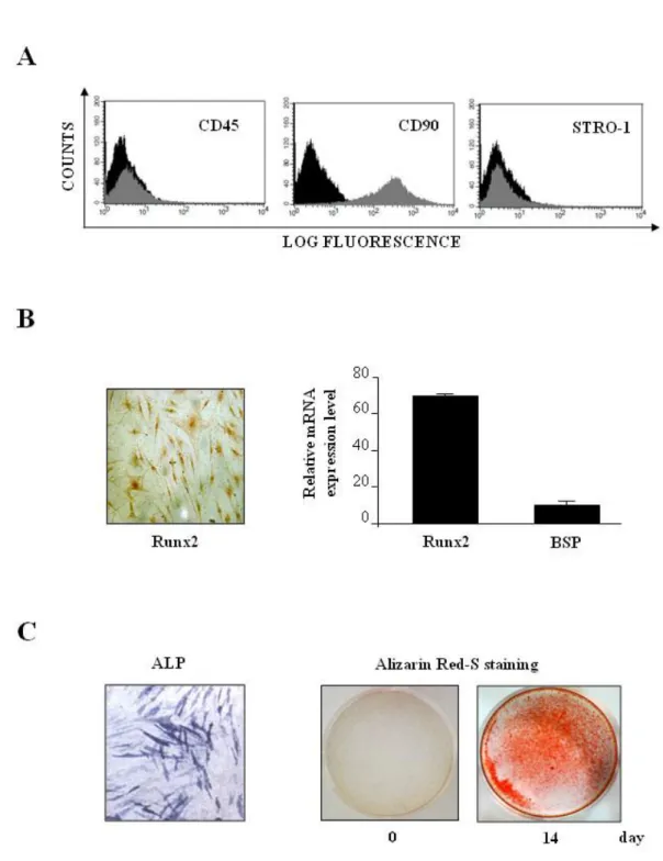 Figure 2.  Phenotypical characterization of human primary osteoblasts (hOBs).  A. The characterization of  hOBs has been performed by flow cytometric analysis of CD45, CD90 and STRO-1 phenotypical markers