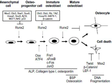 Figure 3. Control of osteoblast differentiation by transcription factors. Osteoblast differentiation starts with  the  commitment  of  osteoprogenitor  cells  from  mesenchymal  cells,  their  differentiation  into  immature  and  more  mature  functional 