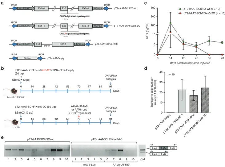 Figure 3  Generation of mouse models for the human FIXex5-2C splicing mutation and analyses of rescue by systemic delivery of  AAV8-U1-fix9.(a) Scheme representing the transposon plasmids used in vivo