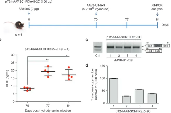 Figure 4  Optimization of the protocol used generate the mouse model of the human FIXex5-2C splicing mutation and analyses of  the rescue by systemic delivery of AAV8-U1-fix9