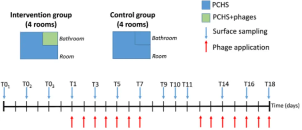 Fig. 1. Study design and timeline. Eight rooms of the Internal Medicine ward of the Quisisana Hospital in Ferrara were enrolled in the study and randomly divided into two groups: Intervention group, having the bathroom sanitized by Probiotic Cleaning Hygie