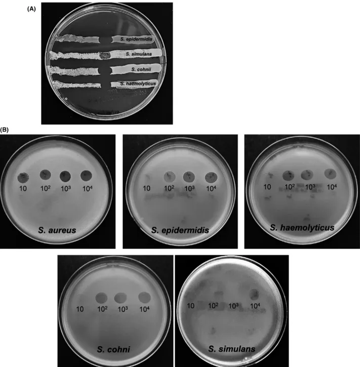 Fig. 2. Phage susceptibility test of Staphylococcus spp. isolated from hospital surfaces