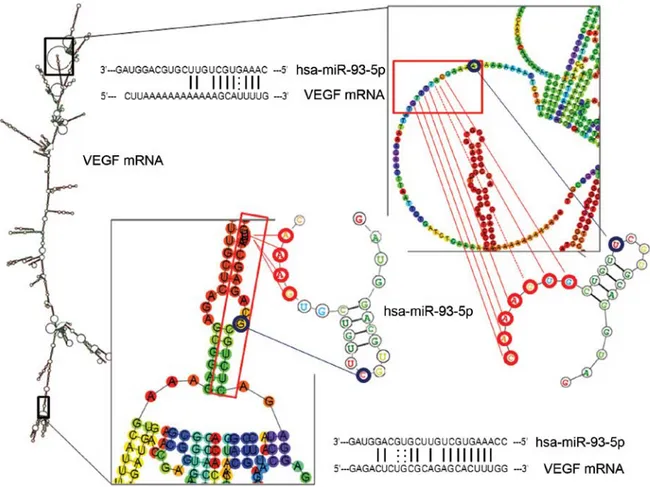 Figure 4. Interactions of miR-93-5p with VEGF mRNA. Predicted secondary structures of VEGF mRNA and their interactions with hsa-miR-93-5p (for details  see legend to Fig