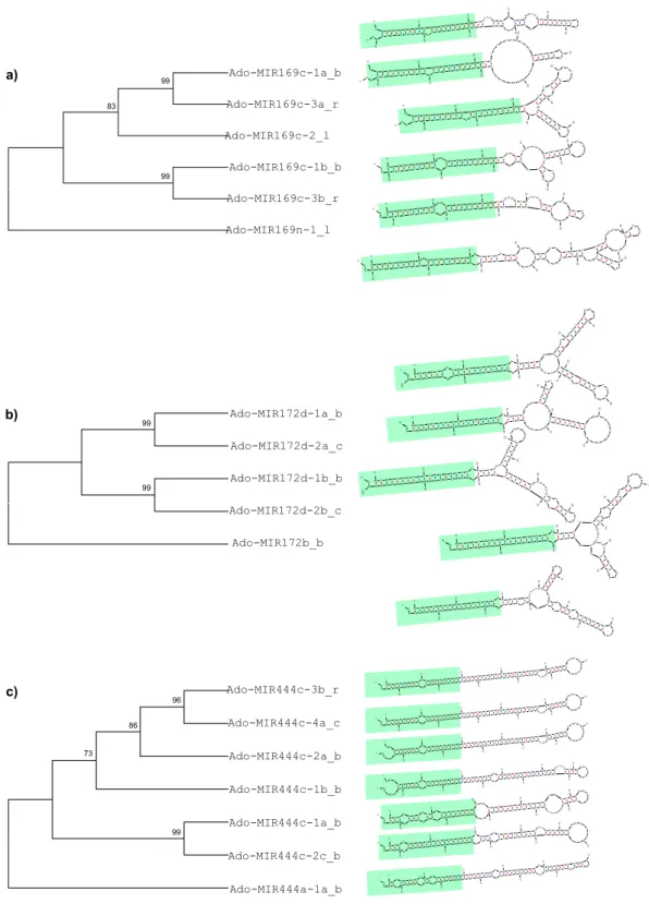 Figure 4.  Stem-loop structures and phylogenetic relationships of A. donax pre-miRNA MIR169c (a), MIR172d  (a) and MIR444c subfamilies (c)