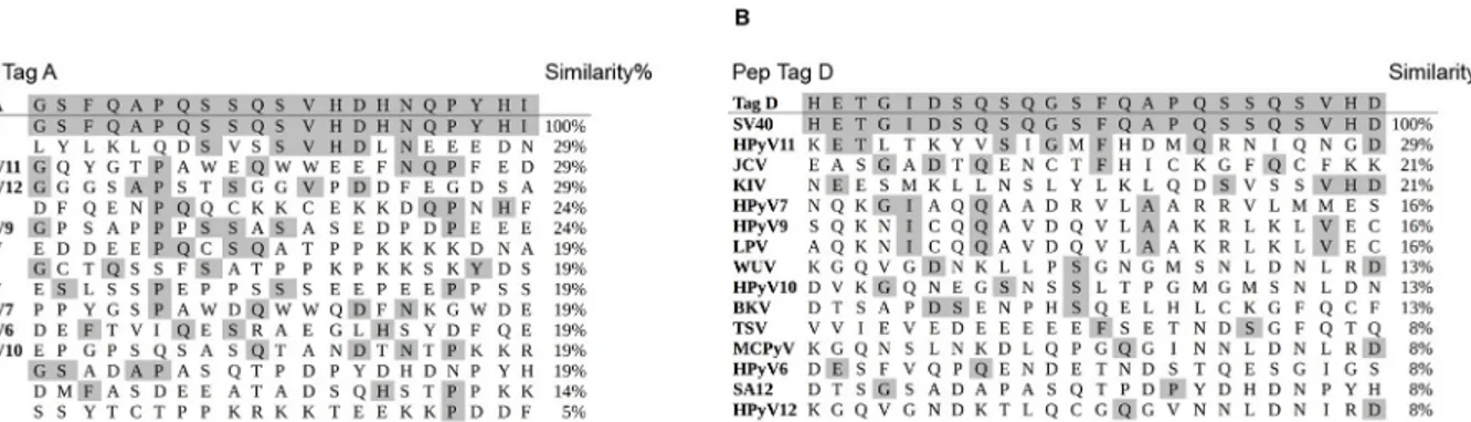 Fig 1. Similarity among SV40-specific Tag mimotopes (Pep Tag A and Pep Tag D) and other polyomavirus Tag sequences, Panel A and B, respectively