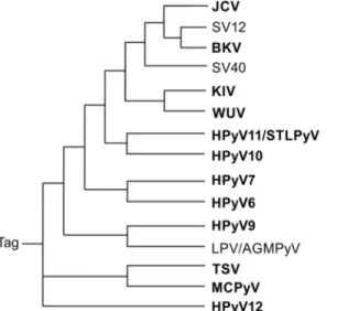 Fig 2. Polyomavirus phylogenetic tree based on the large Tag a.a. sequences. The similarity of large Tag sequences among different polyomaviruses is shown