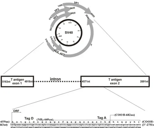 Fig 3. Simian virus 40 (SV40) genome and the two selected peptides from the early coding region employed in indirect ELISA