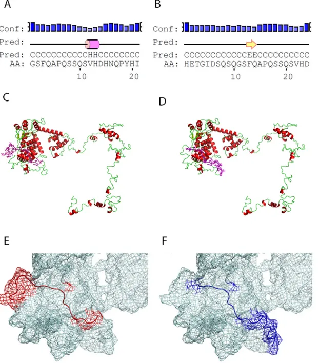 Fig 4. Structural characteristics of large T-antigen peptides. (A) Tag A and (B) Tag D linear peptides were characterized by secondary structure folding domains identified by PSIPRED analysis