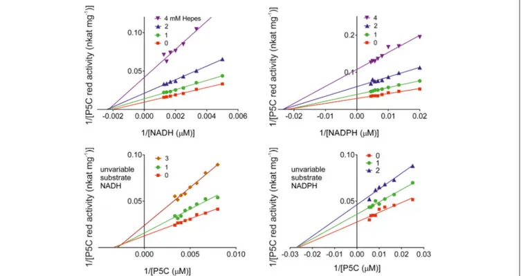 FIGURE 10 | Kinetic analysis of the inhibition of MtP5CR by HEPES. Enzyme activity was measured at varying substrate concentrations in the presence of various inhibitor levels