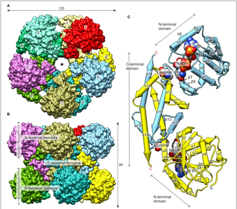 FIGURE 5 | Overall structure of MtP5CR. (A) The top view. The black pentagon indicates the five-fold NCS axis