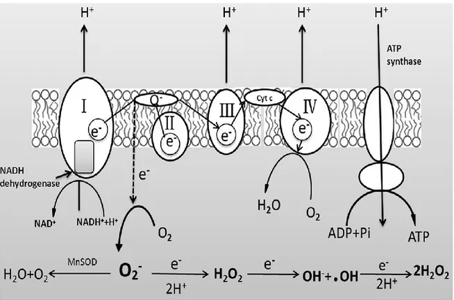 Figure 1: Schematic representation of mitochondrial electron transport chain [20]. 