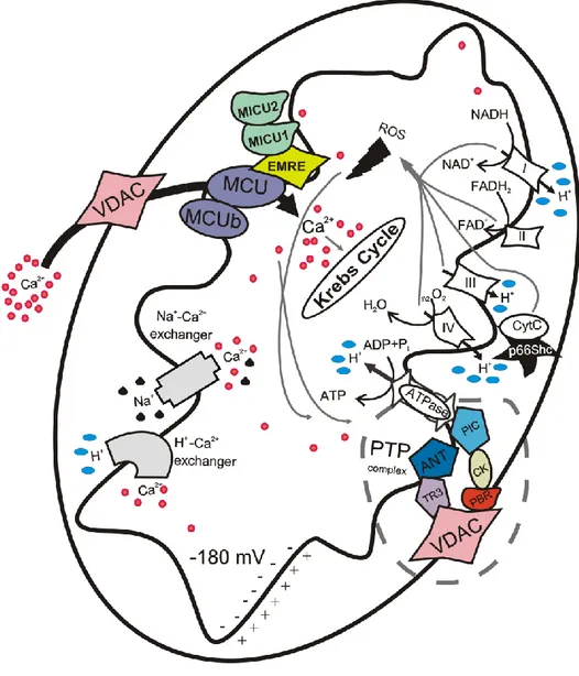 Figure 3: Schematic representation of mitochondrial calcium signalling. 