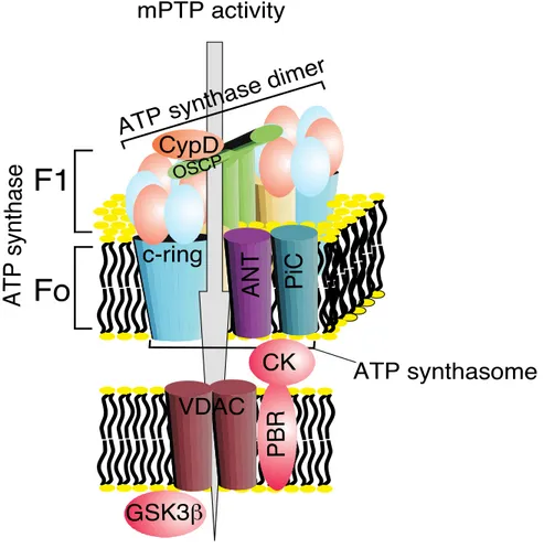 Figure 5: Schematic representation of the different components of the mPTP complex. 