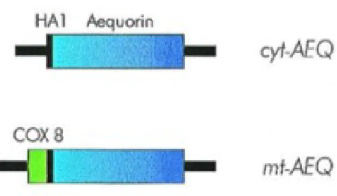 Figure 8: Schematic representation of aequorin chimeras. 