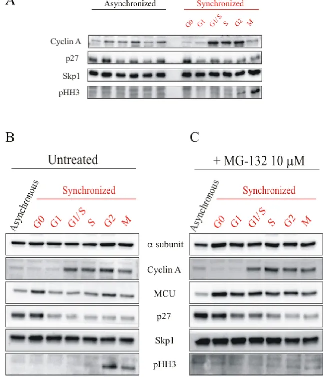 Figure 10: (A) Western Blot of MEFs cells synchronization. On the left asynchronous MEFs cells are  used  as  control