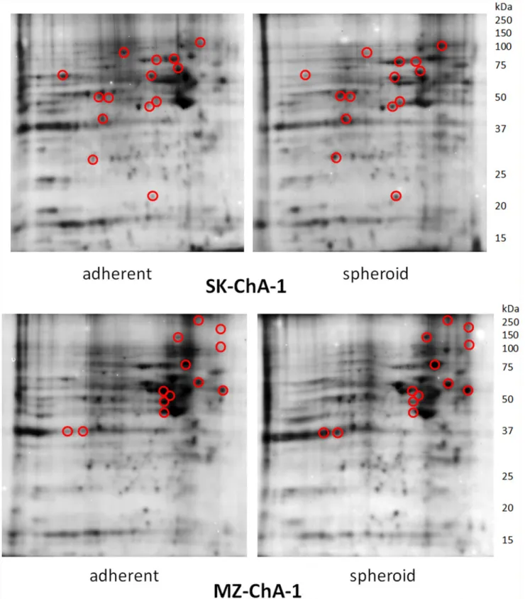 Fig 2. 2D-PAGE separation of proteins contained in the cell lysates of SK-ChA-1 and MZ-ChA-1