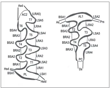 Figura 2.1: Arvicolidi: terminologia della superficie occlusale di M 1 e M 3 . Modificato da van der Meulen (1972):
