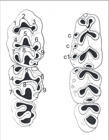 Figura 2.4: Muridae: terminologia dei molari inferiori e superiori. Modificato da Miller (1912)
