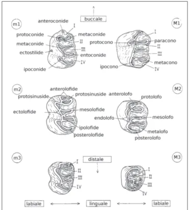 Figura 2.5: Dipodidae: terminologia dei molari inferiori e superiori. Modificato da Fahlbusch (1992)