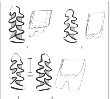 Figura 3.7: M 1 di Myodes glareolus. 1: Riparo Mochi; 2: Grotta Paglicci; 3: Caverna degli Orsi; 4: Riparo Tagliente