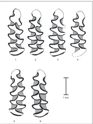 Figura 3.12: M 1 di Microtus (Terricola) gr. multiplex-subterraneus. 1-5: Riparo Tagliente; 6: Riparo Mochi