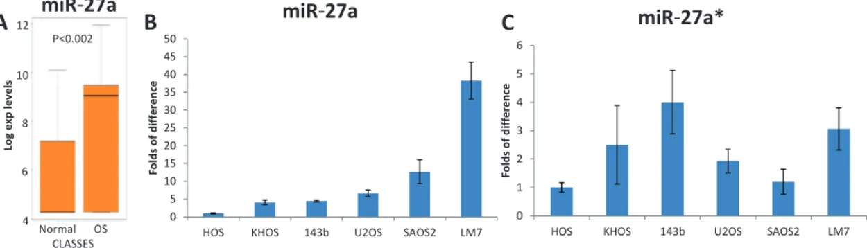 Figure 2: Effects of MIR-27a gene overexpression on properties of SAOS2 cells.  (A) miR-27a and miR-27a* overexpression 