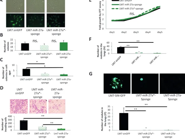 Figure 3: Effects of miR-27a and miR-27a* inactivation on properties of LM7 cells.  (A) GFP fluorescence and morphology 