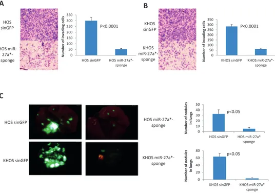 Figure 4: Effects of miR-27a* inactivation in HOS and KHOS cells.  (A, B) In vitro invasion assay of HOS-SIN-GFP and  