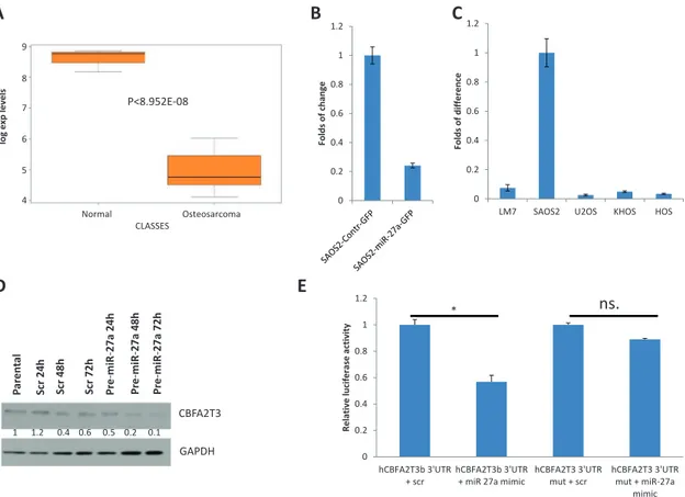 Figure 5: CBFA2T3 is a target of miR-27a and miR-27a*.  (A) A box plot of CBFA2T3 expression in OS and healthy bones 